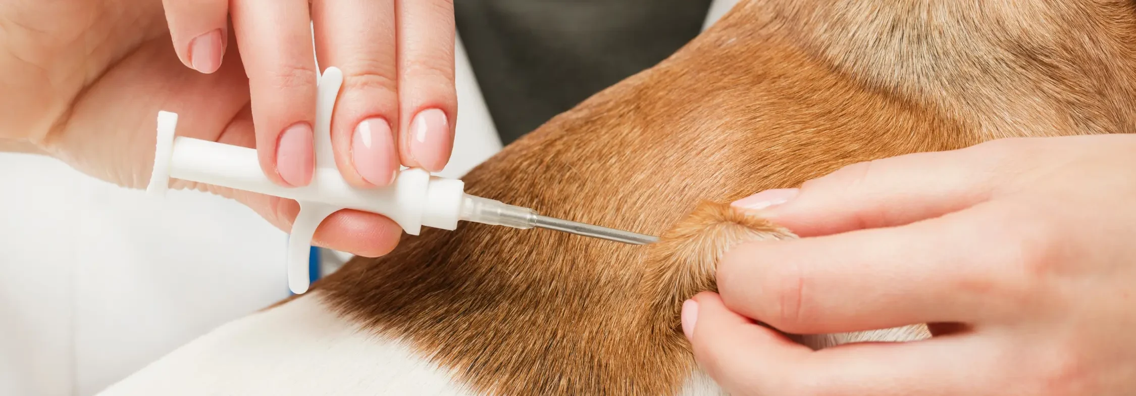 Pet vaccination in bowmanville-geotagged