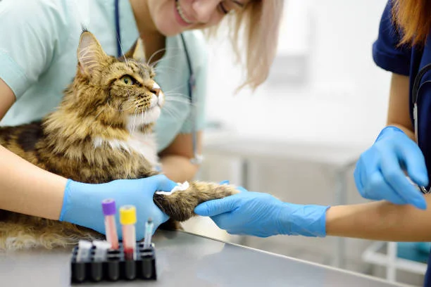 Animal Hospital Bowmanvillae