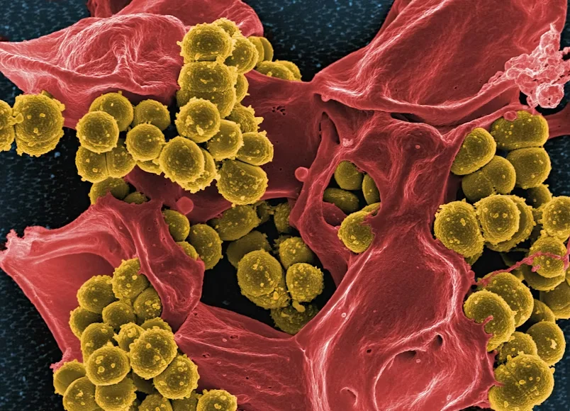 Pet vaccination boosting immune system